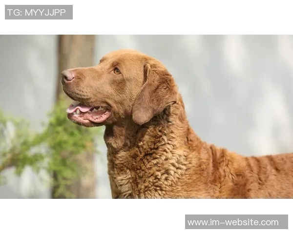 美国队新吉祥物班纳灵感源自切萨皮克湾寻猎犬的故事